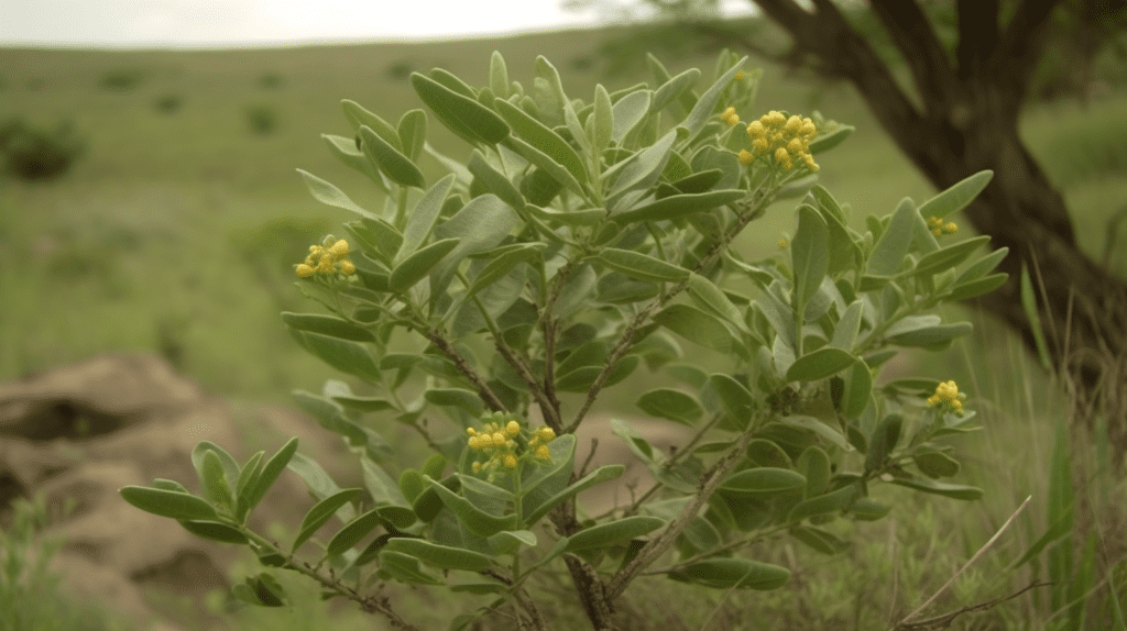 Fadogia Agrestis Shrub