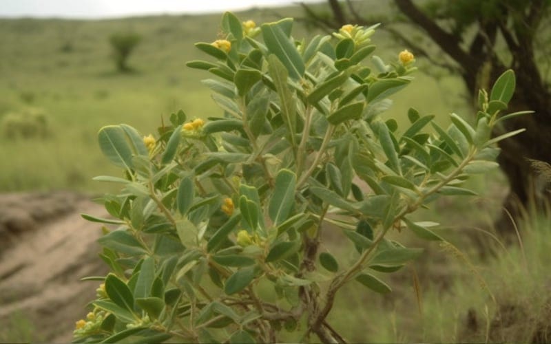 Fadogia Agrestis Shrub In Sub Saharan Africa Setting