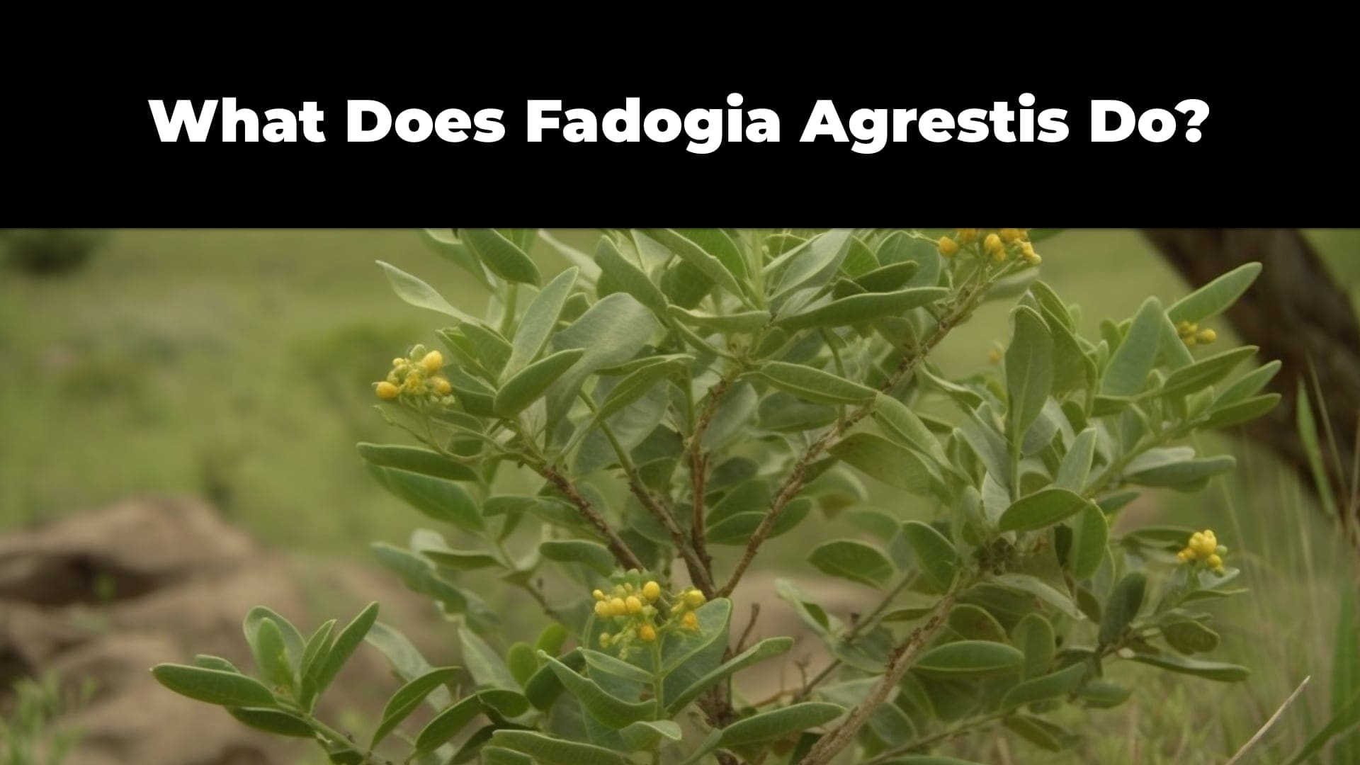What Does Fadogia Agrestis Do?